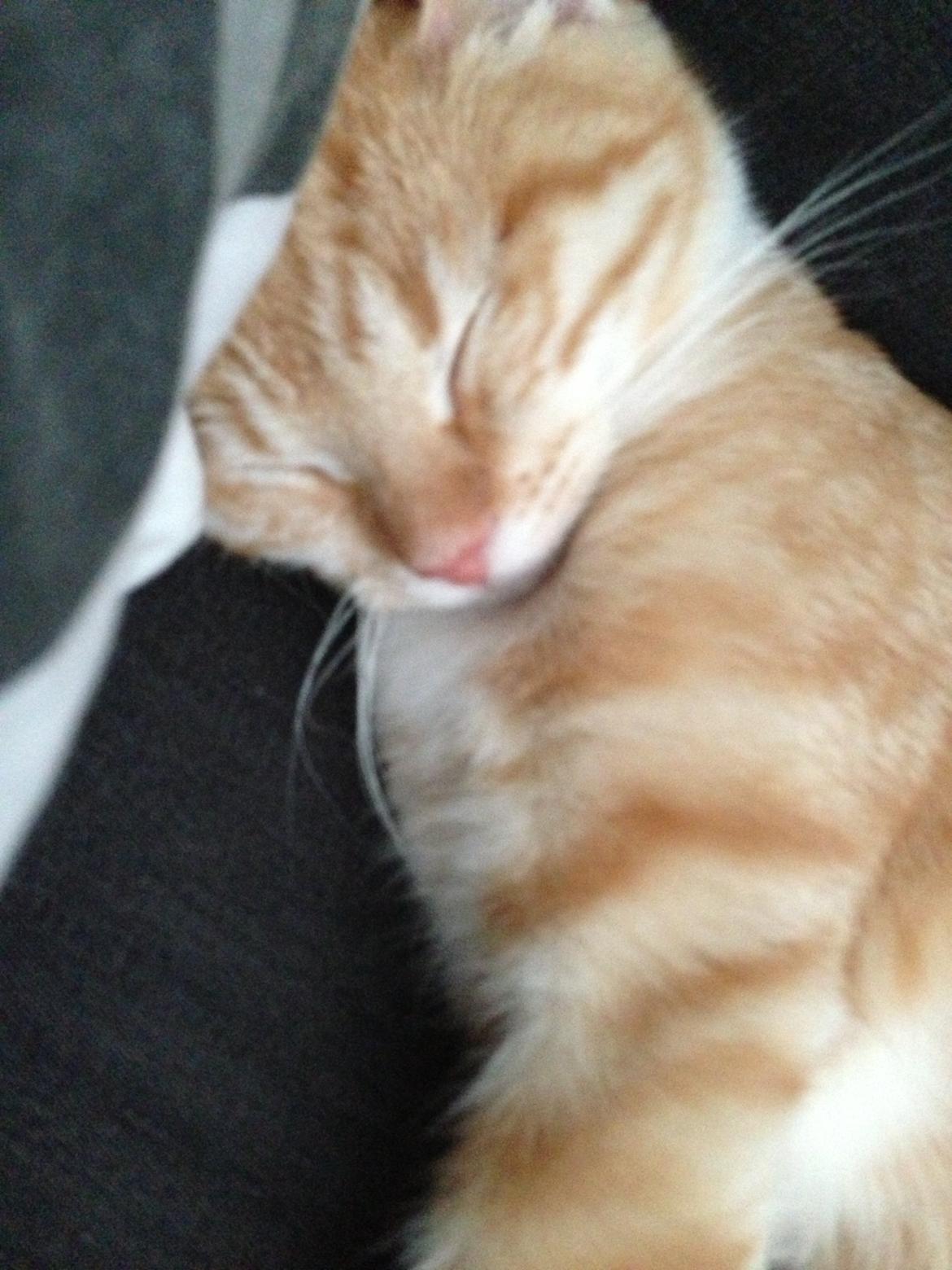 Blanding af racer Freja billede 12