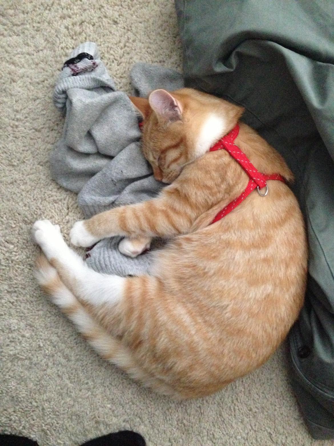 Blanding af racer Freja billede 14