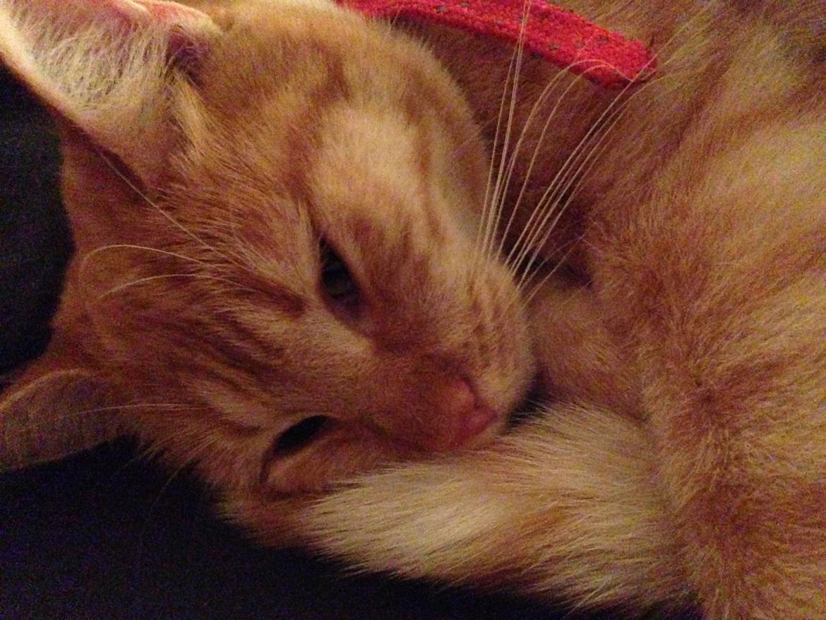 Blanding af racer Freja billede 15