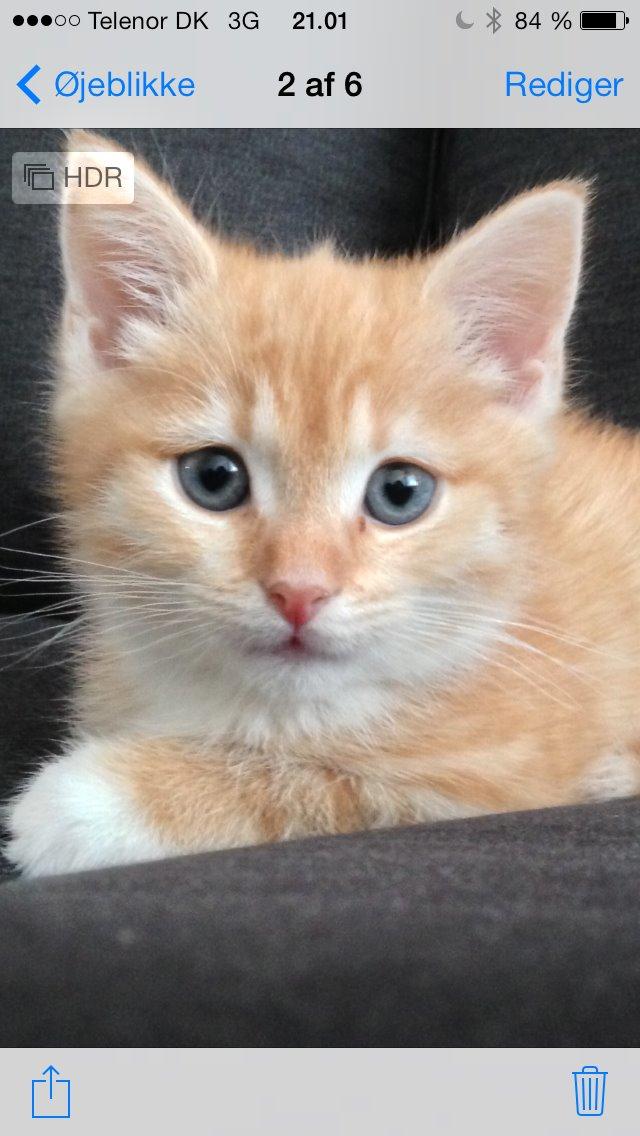 Blanding af racer Freja billede 9