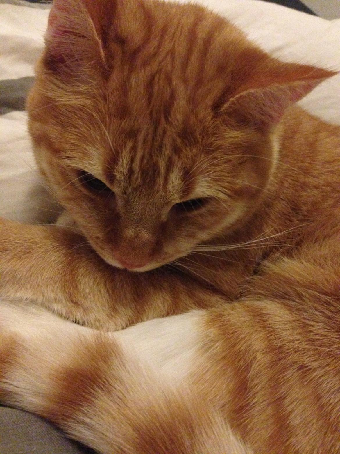 Blanding af racer Freja billede 16