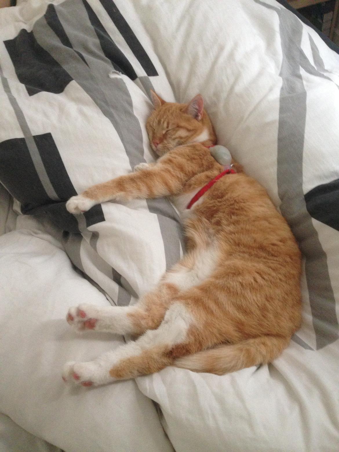 Blanding af racer Freja billede 13