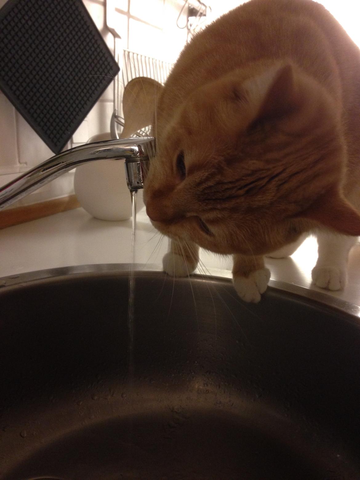 Blanding af racer Freja billede 17