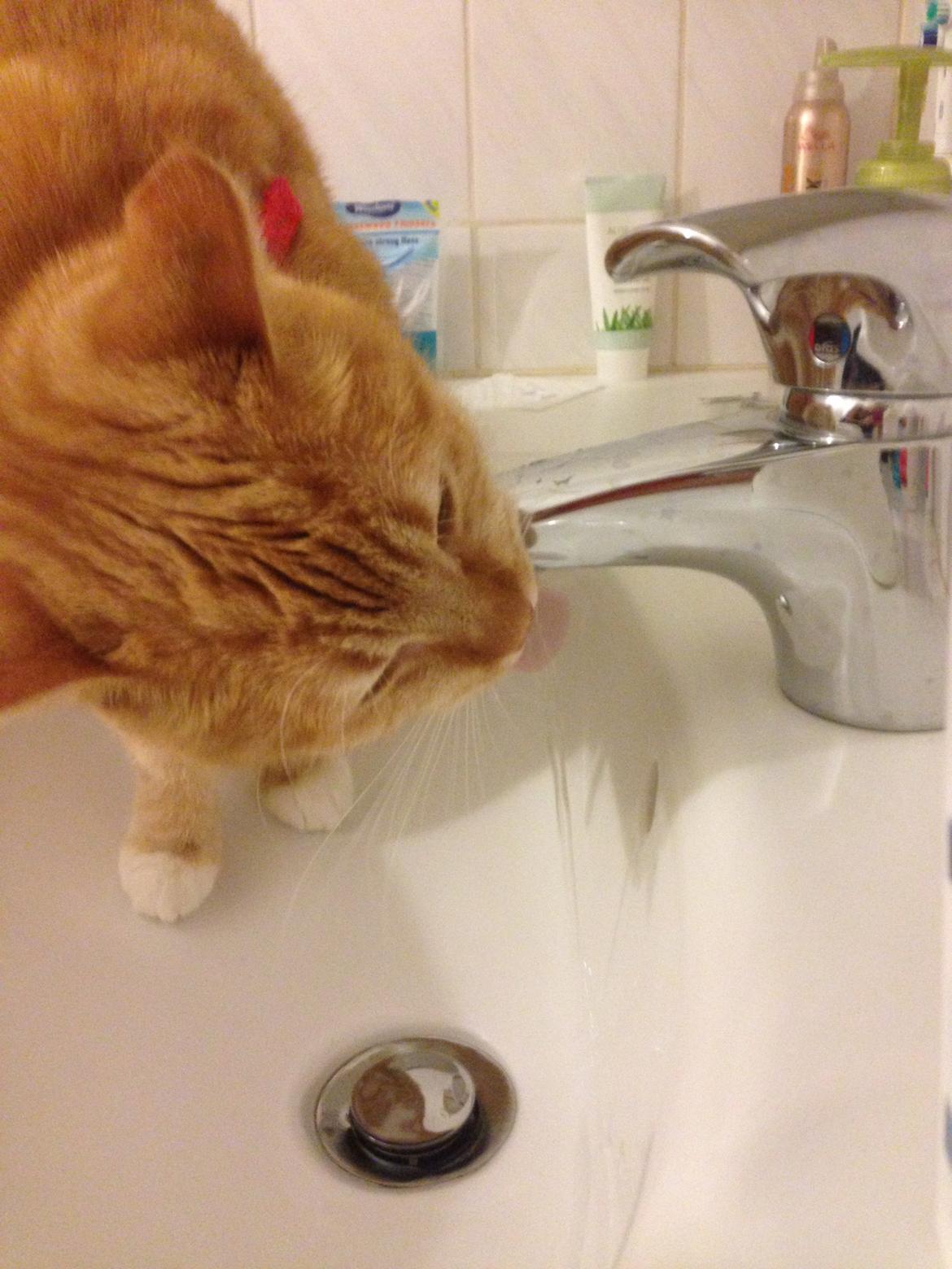 Blanding af racer Freja billede 18