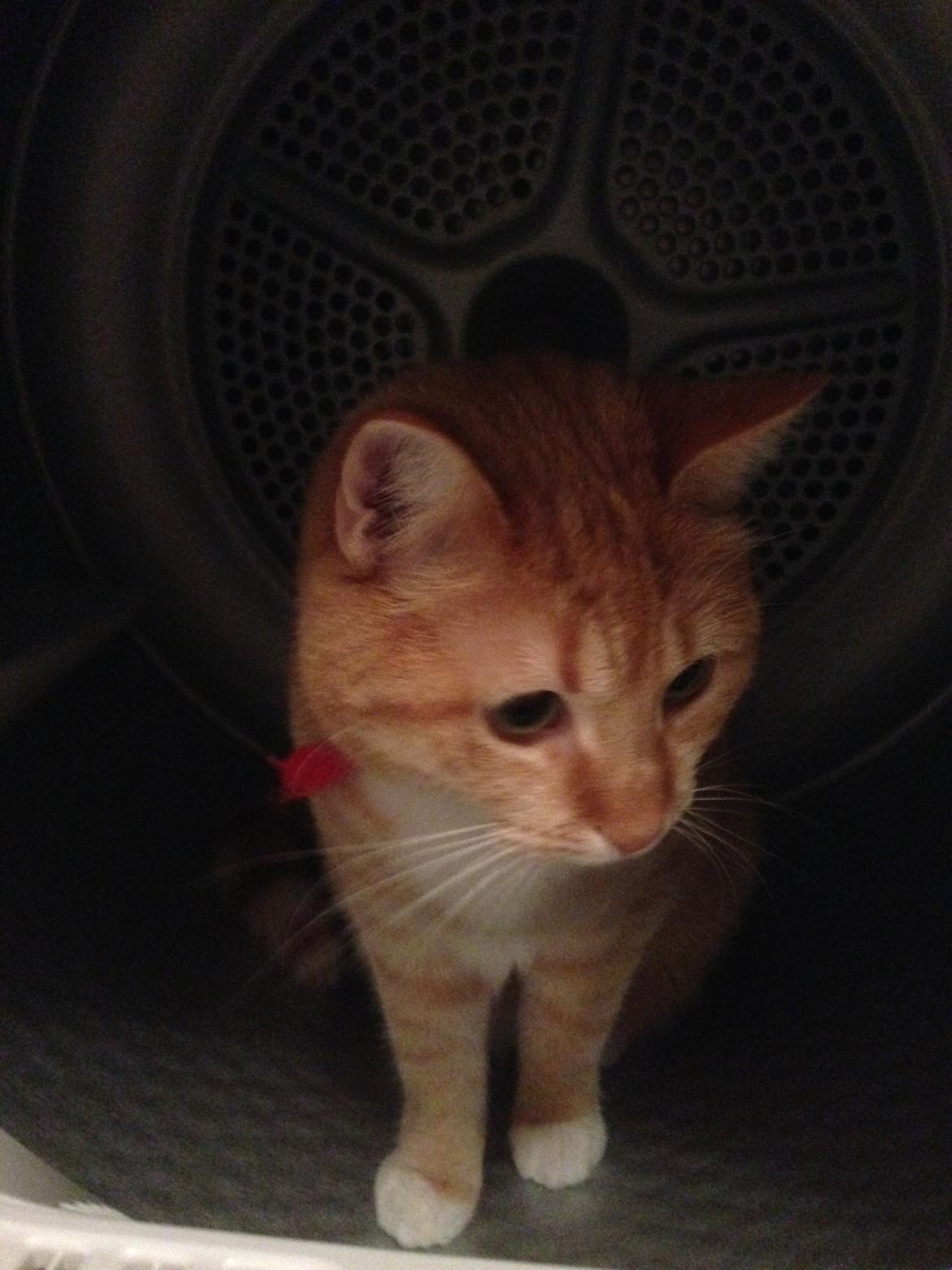 Blanding af racer Freja billede 19