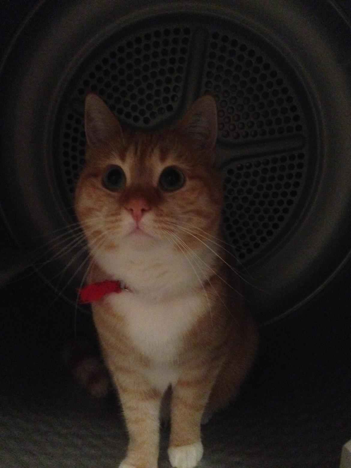 Blanding af racer Freja billede 20