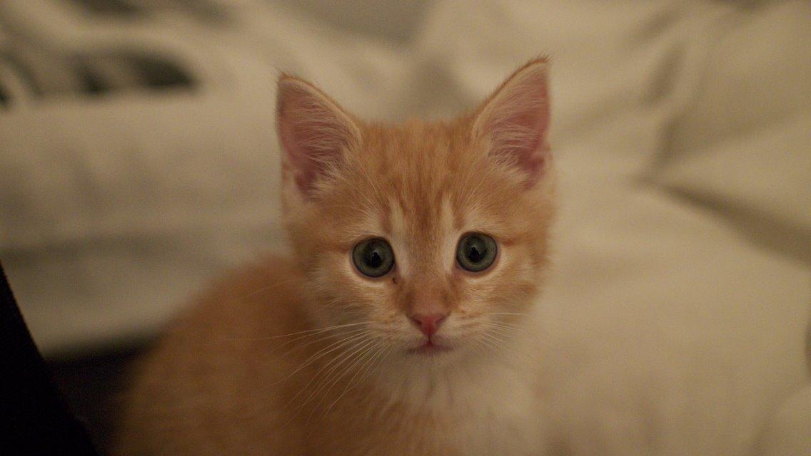 Blanding af racer Freja billede 11