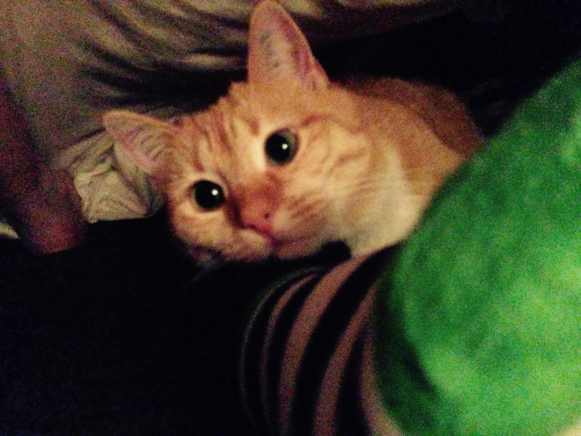 Blanding af racer Freja billede 21