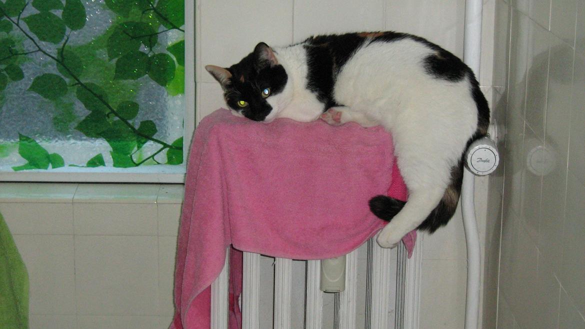 Huskat Arabella Scarlett billede 13