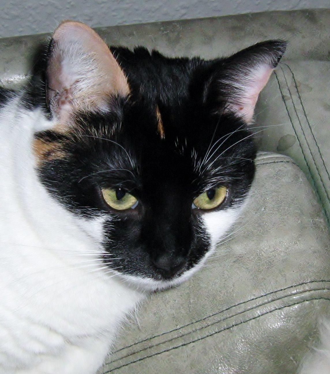 Huskat Arabella Scarlett billede 1