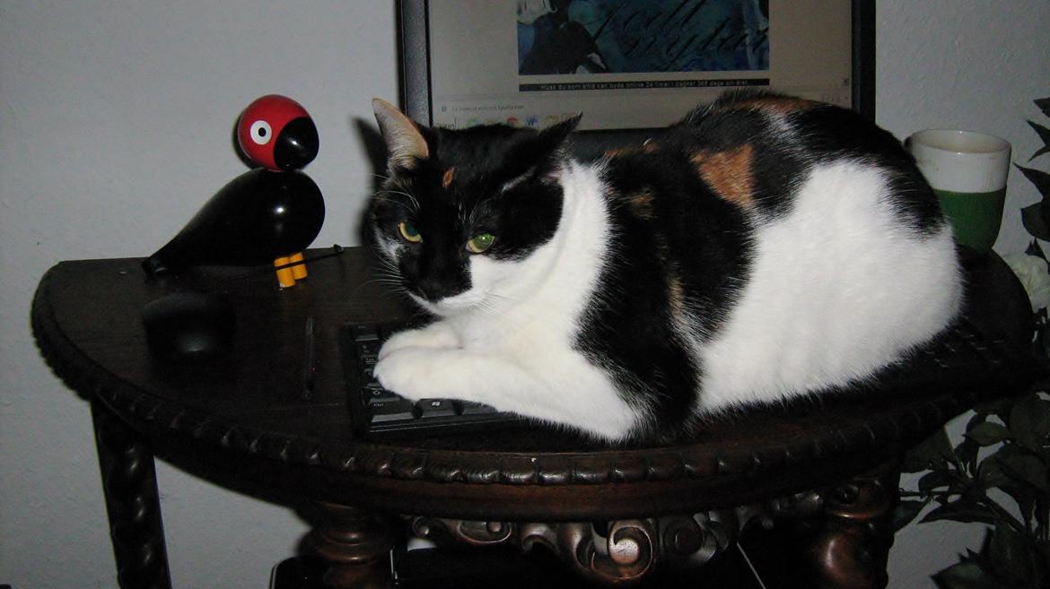 Huskat Arabella Scarlett billede 14