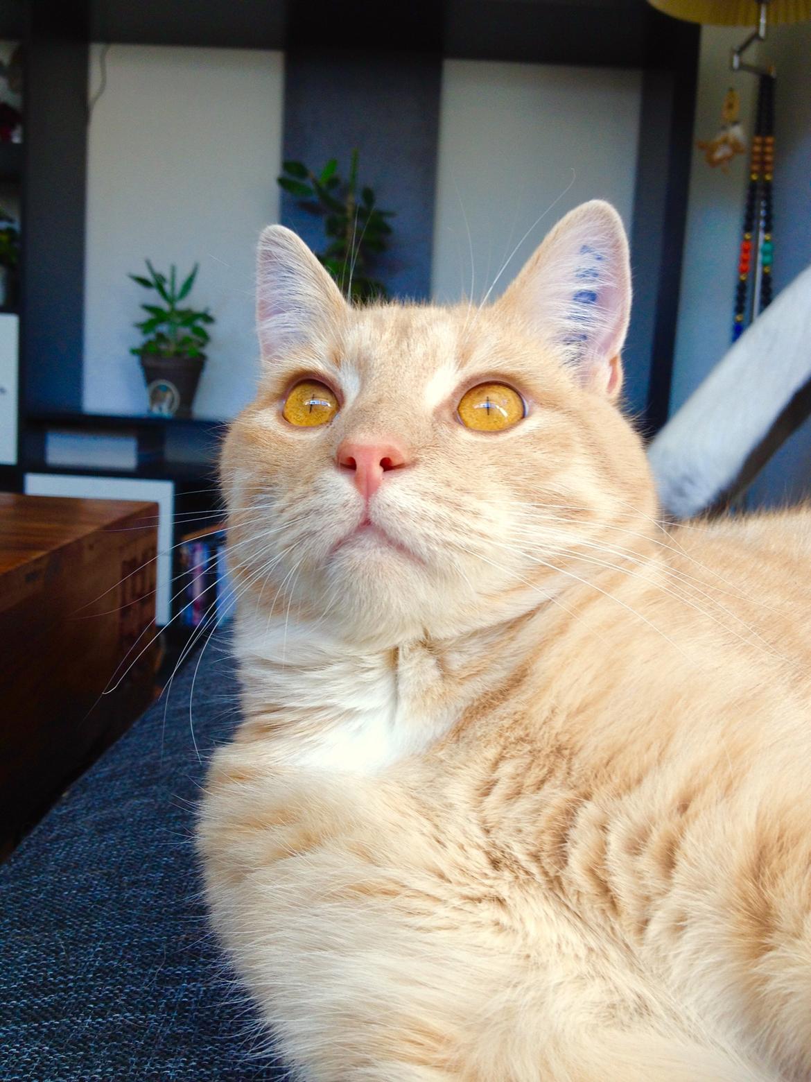 Blanding af racer Killer billede 6