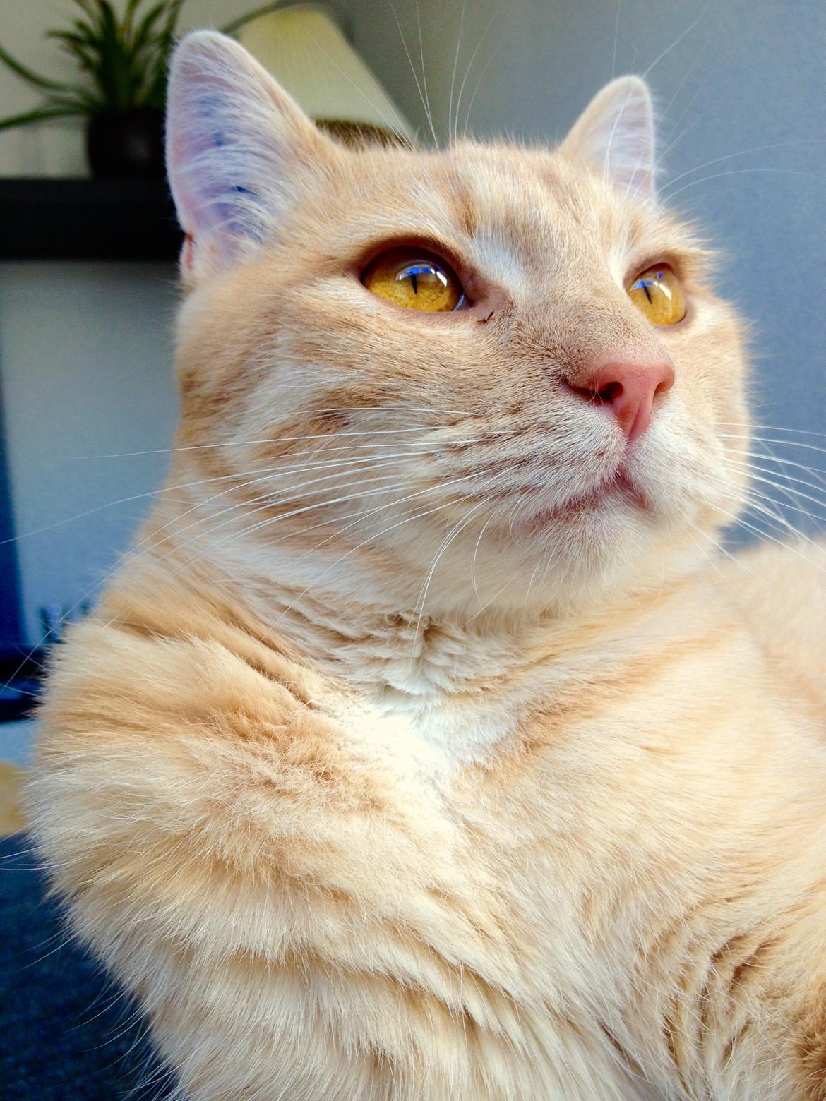 Blanding af racer Killer billede 8