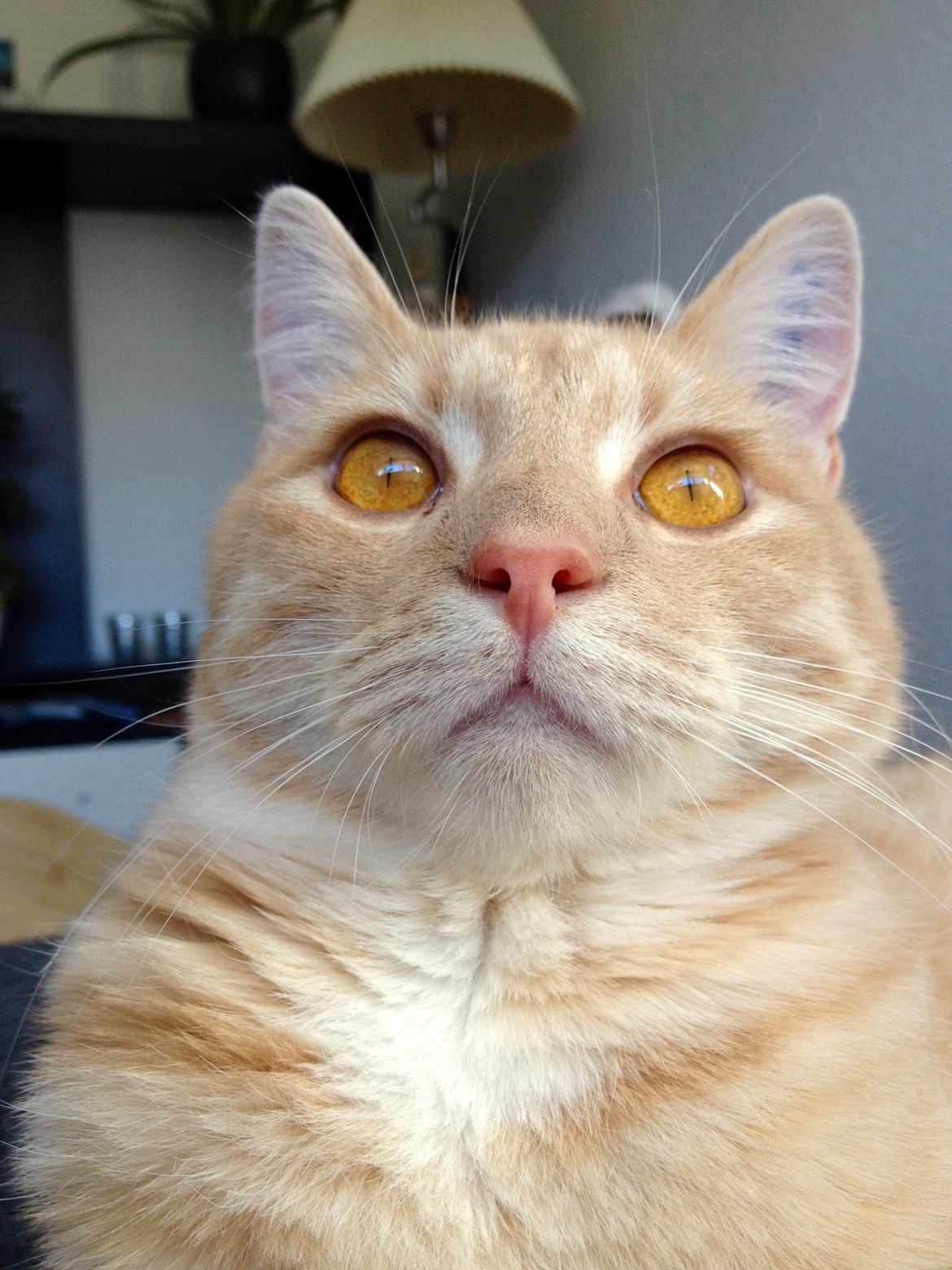 Blanding af racer Killer billede 7