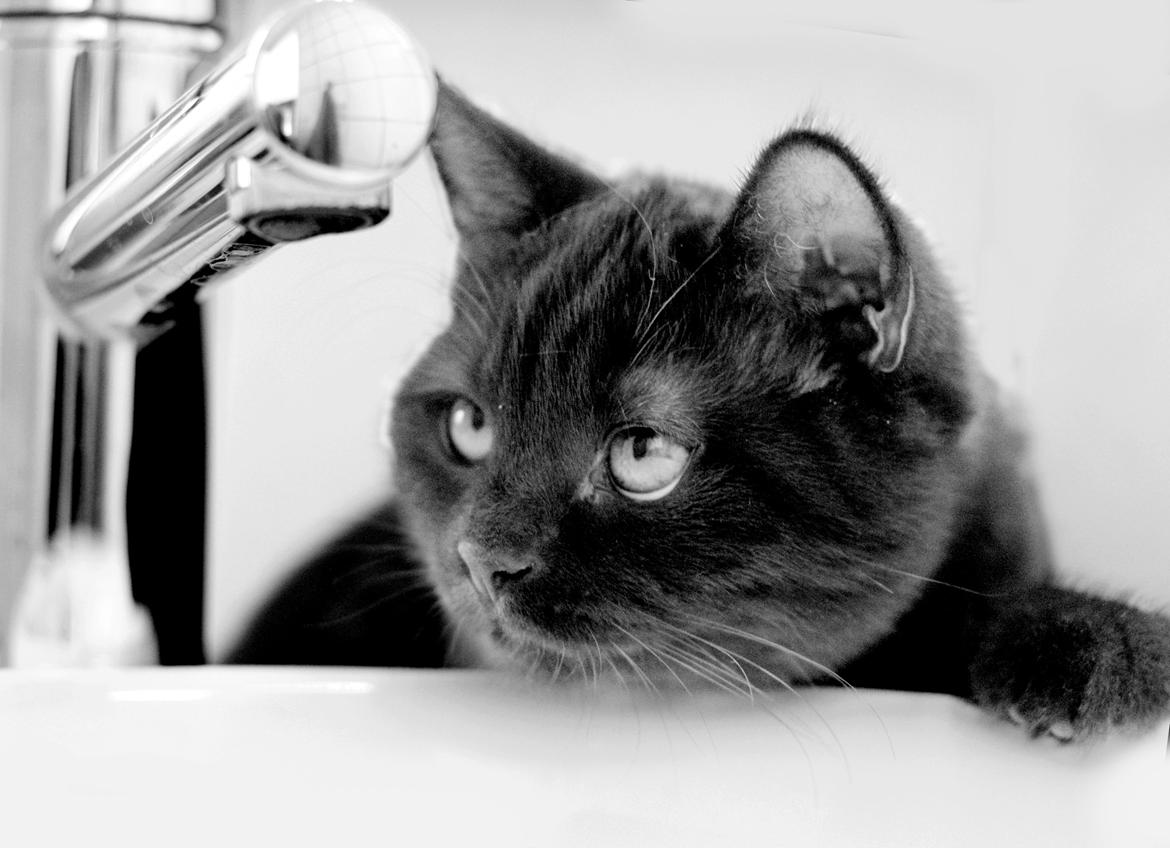 British Shorthair Kako billede 2