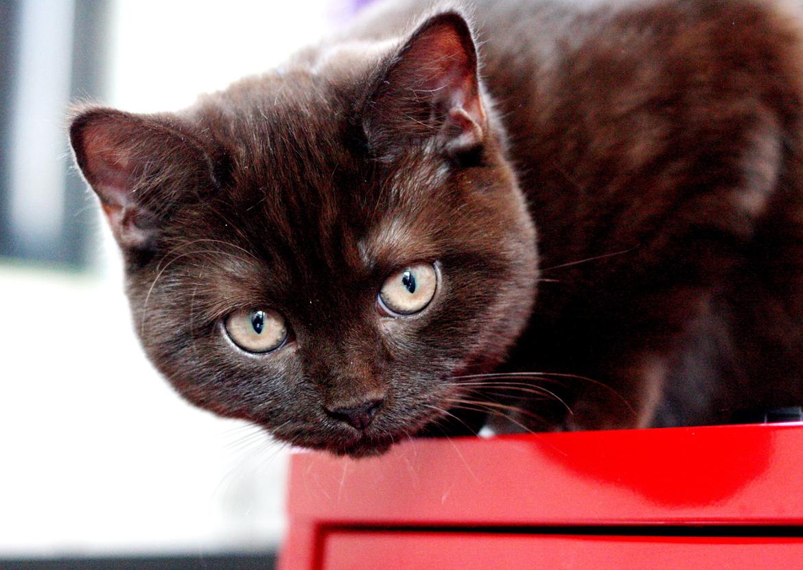 British Shorthair Kako billede 1