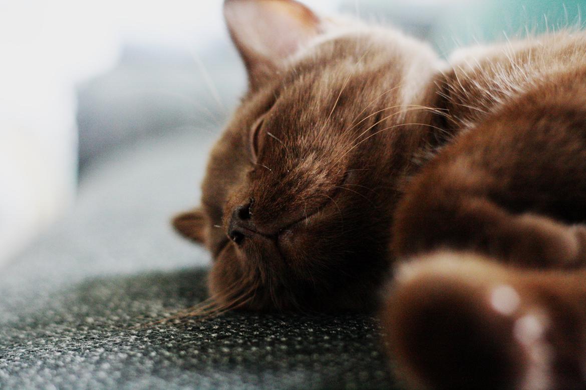 British Shorthair Kako billede 3