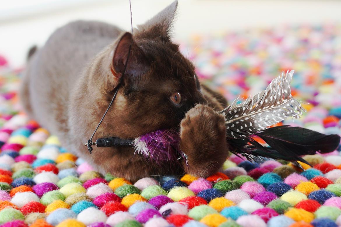 British Shorthair Kako billede 4