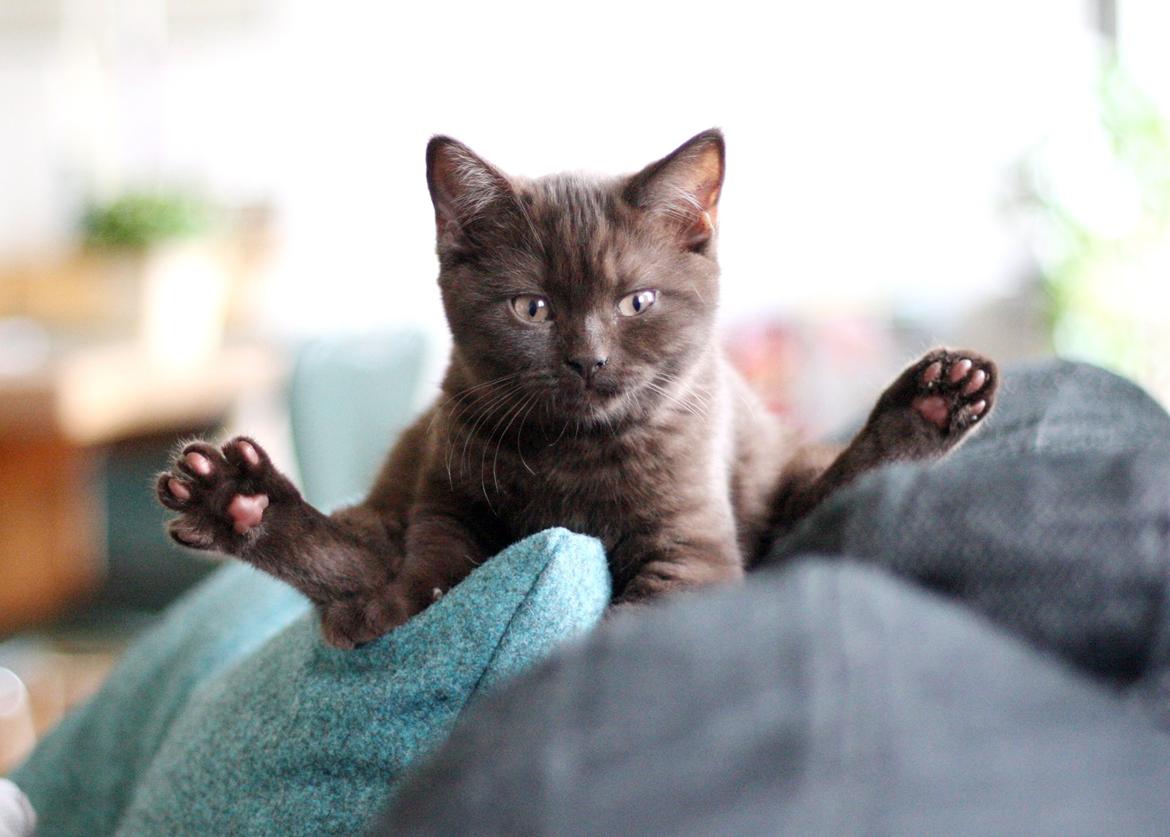 British Shorthair Kako billede 5