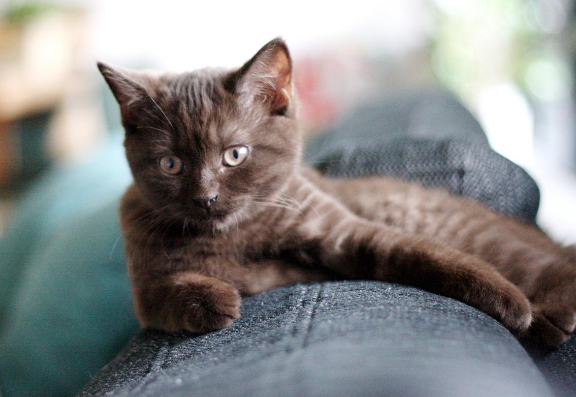 British Shorthair Kako billede 7