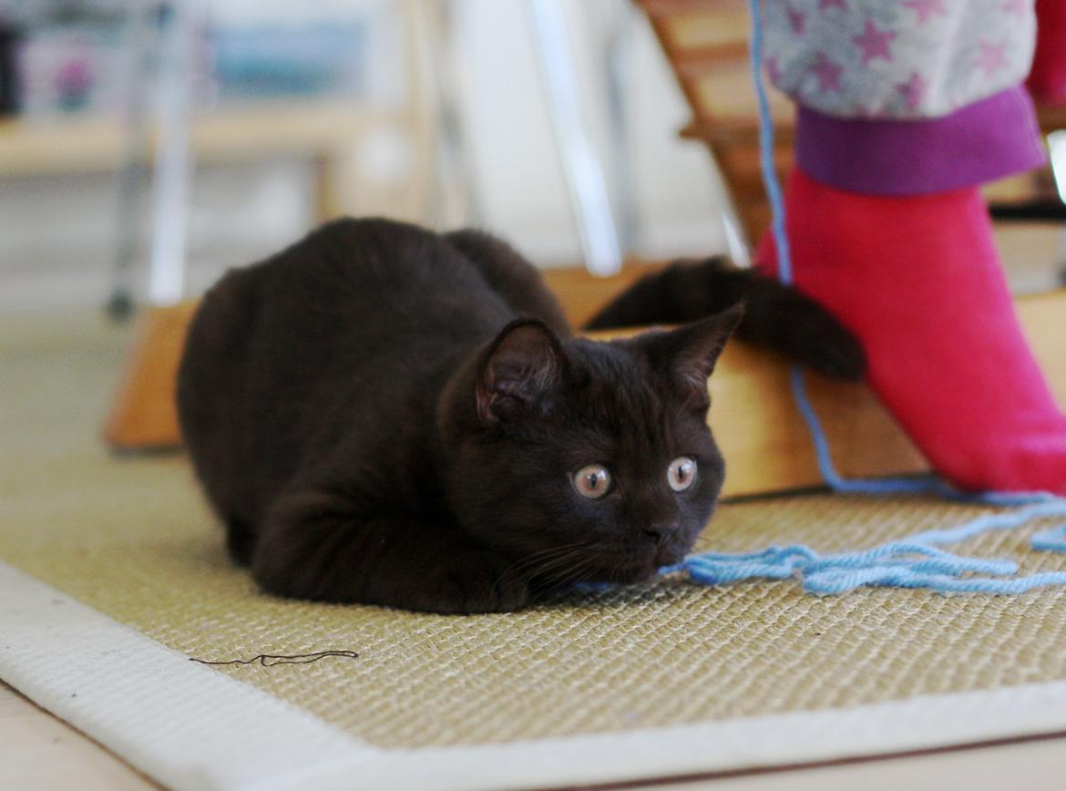 British Shorthair Kako billede 8