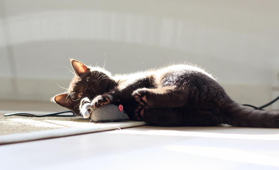 British Shorthair Kako billede 6