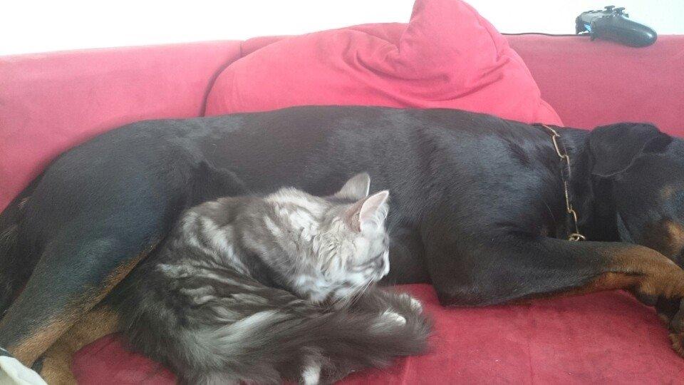 Norsk Skovkat Kirstila-Tahia´s Carlos - Rottweiler er de bedste putte dyr :D billede 5