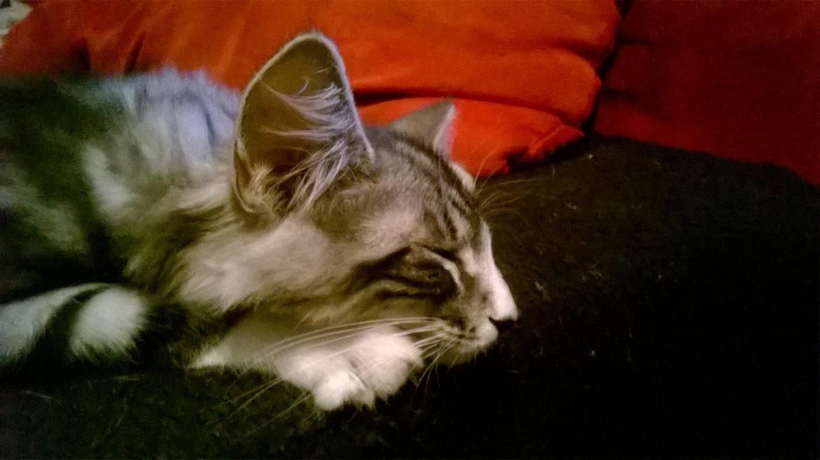 Norsk Skovkat Kirstila-Tahia´s Carlos billede 4