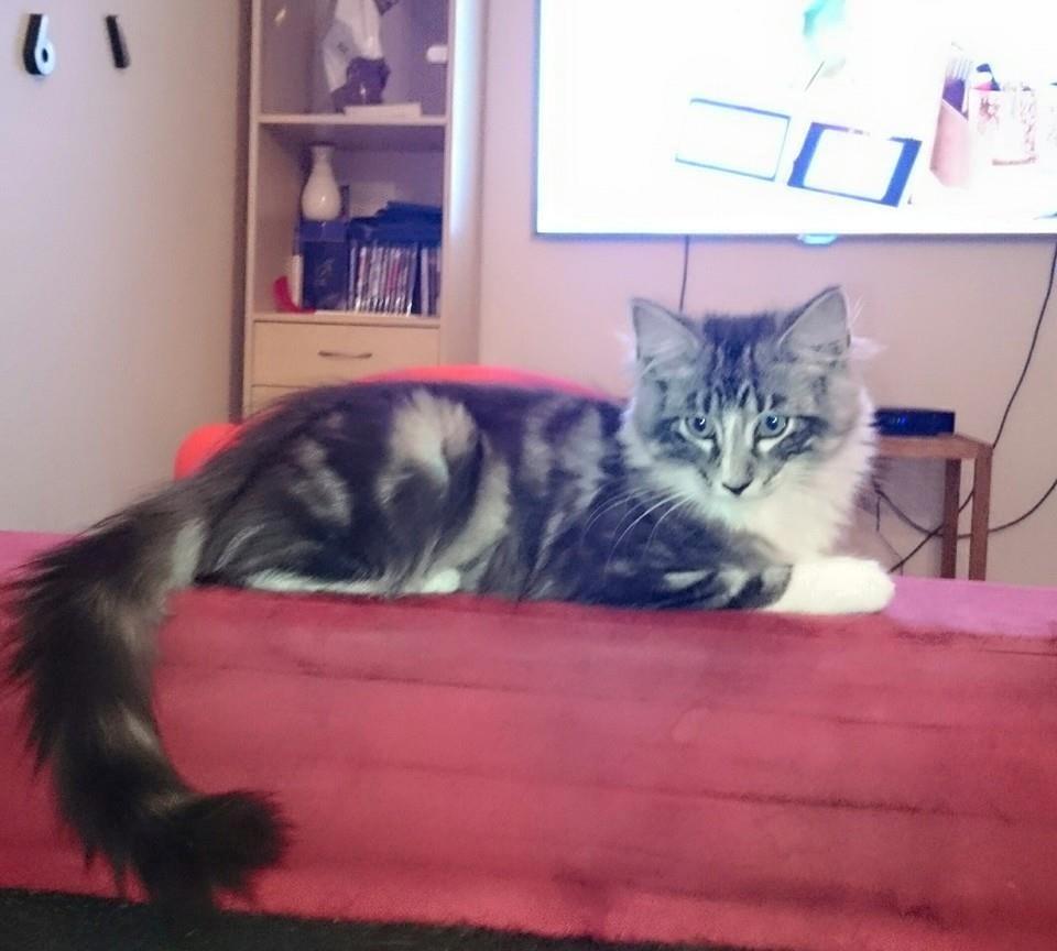 Norsk Skovkat Kirstila-Tahia´s Carlos billede 3