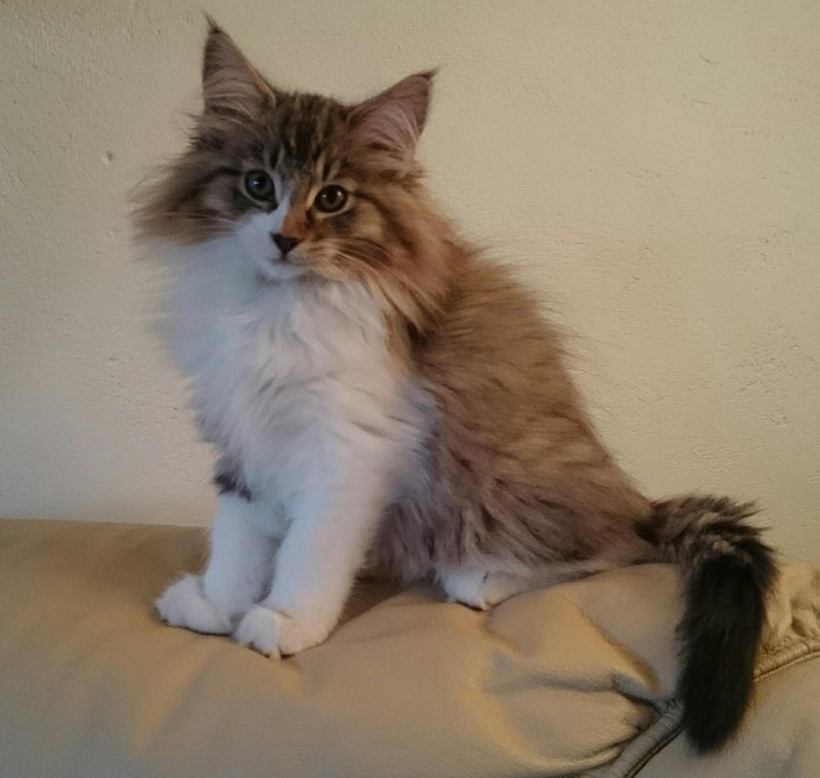 Norsk Skovkat DK SHAGGYTAIL'S OH MY SWEET DIVA  billede 9