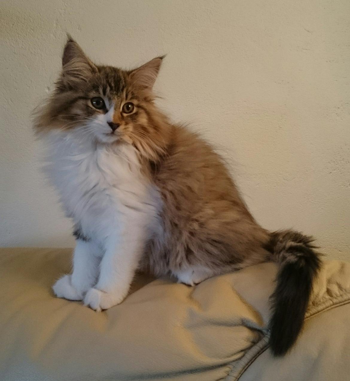 Norsk Skovkat DK SHAGGYTAIL'S OH MY SWEET DIVA  billede 8