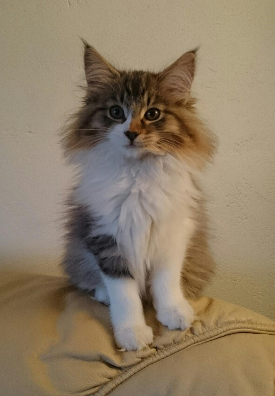 Norsk Skovkat DK SHAGGYTAIL'S OH MY SWEET DIVA  billede 10