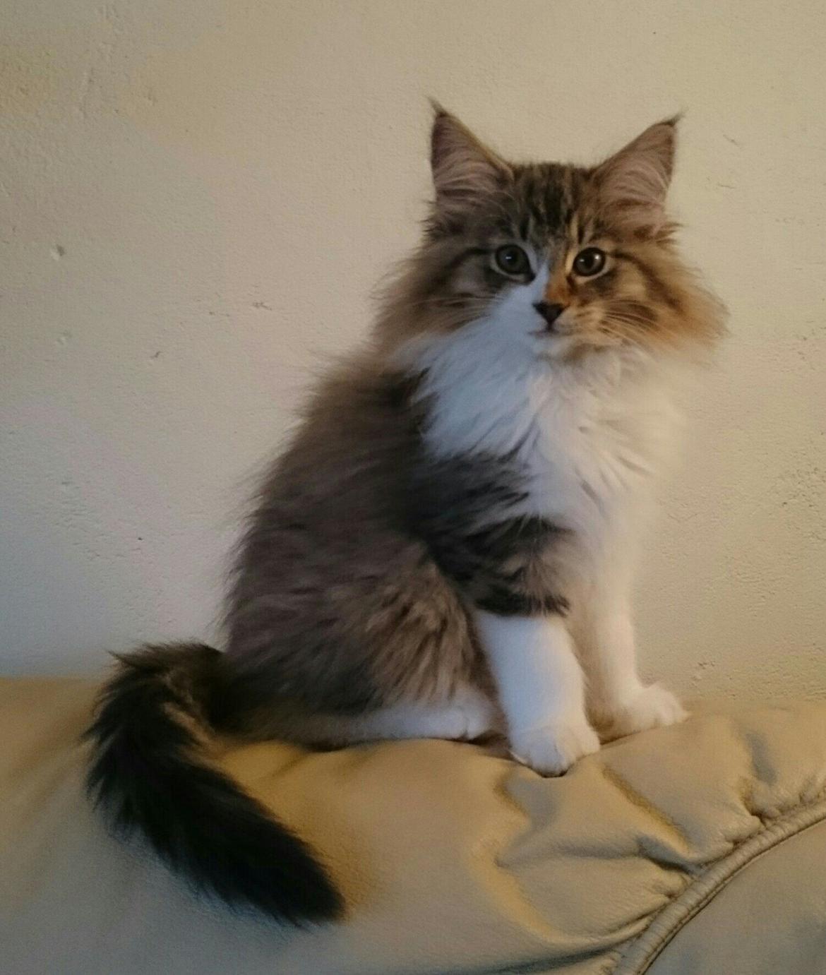 Norsk Skovkat DK SHAGGYTAIL'S OH MY SWEET DIVA  billede 11