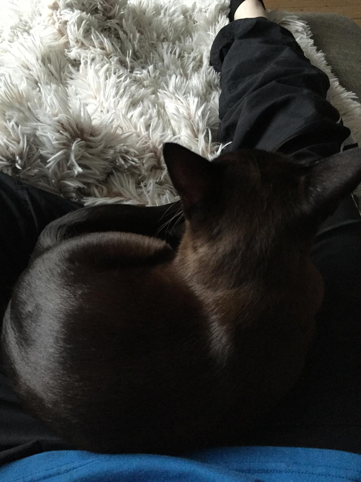 Burmeser Baily  billede 2