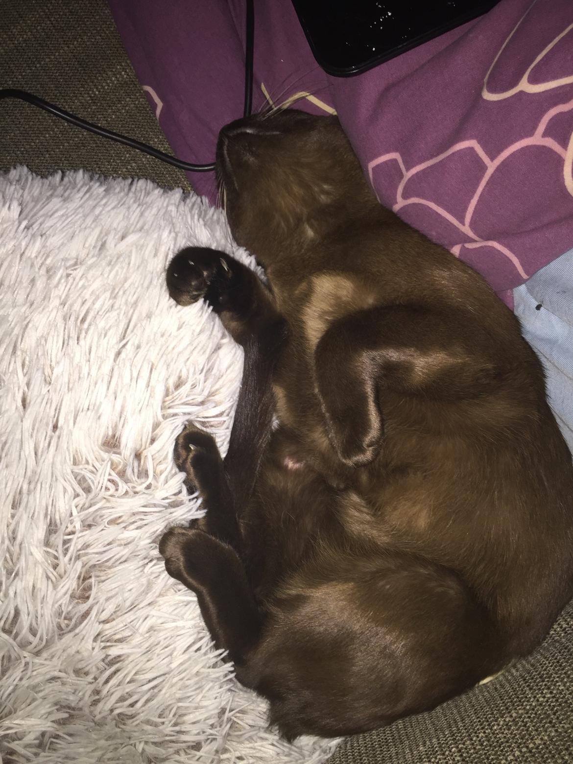 Burmeser Baily  billede 5