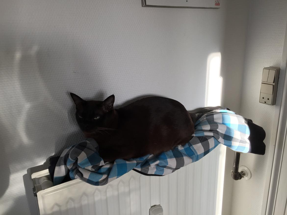Burmeser Baily  - Rediator kat :D  billede 9