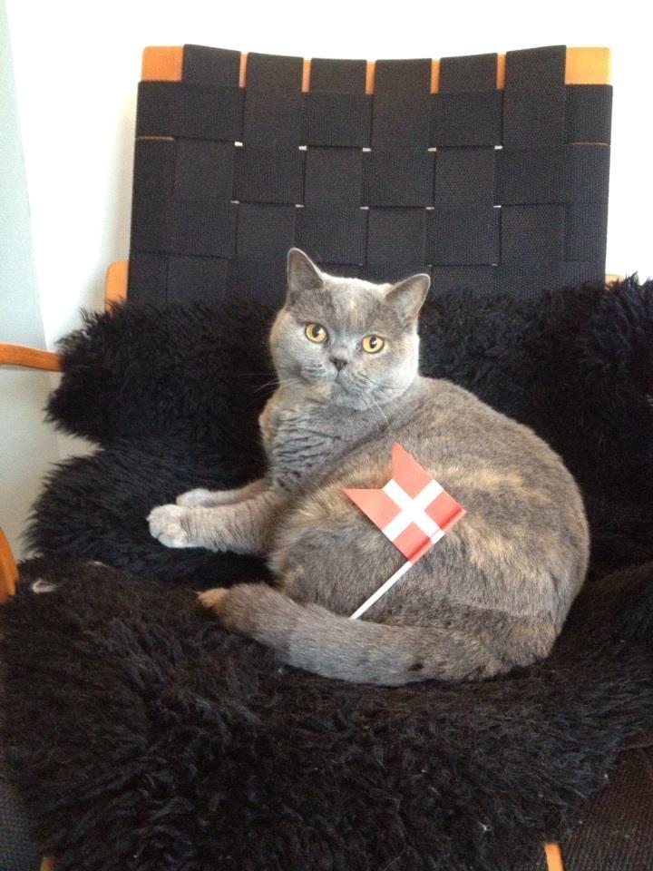 British Shorthair Peggy Zhou In Concert billede 1