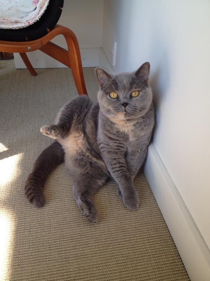 British Shorthair Peggy Zhou In Concert billede 2