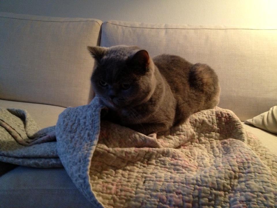 British Shorthair Peggy Zhou In Concert billede 3