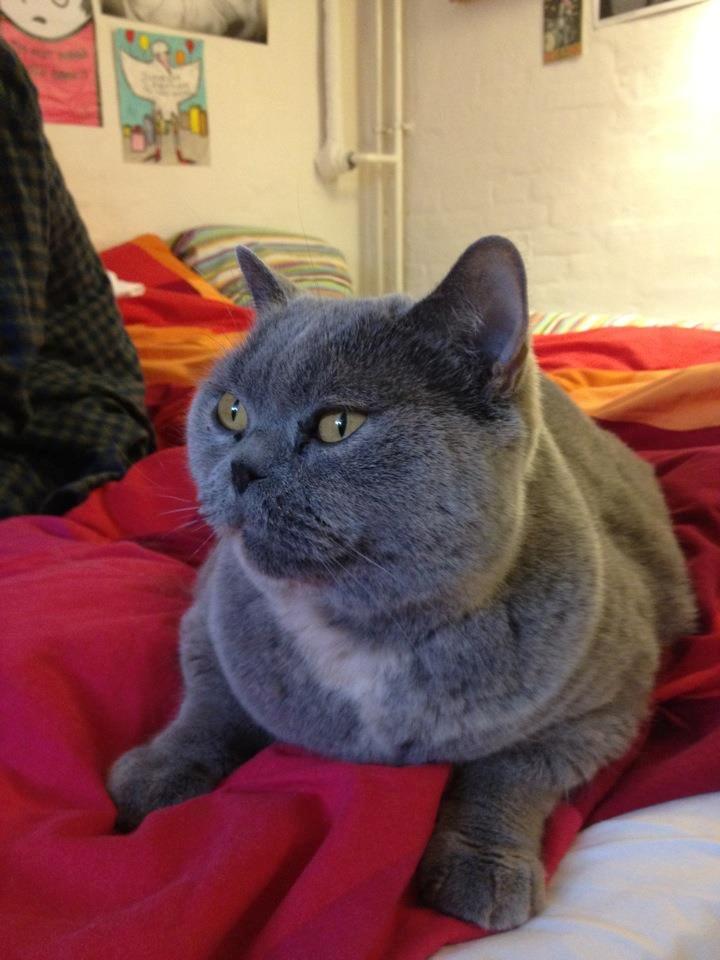 British Shorthair Peggy Zhou In Concert billede 4