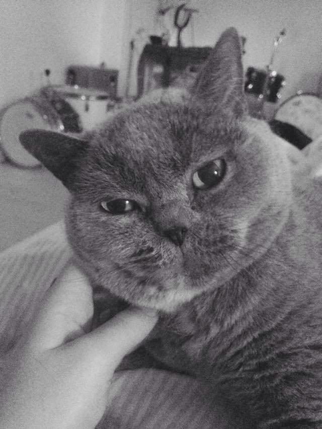 British Shorthair Peggy Zhou In Concert billede 5