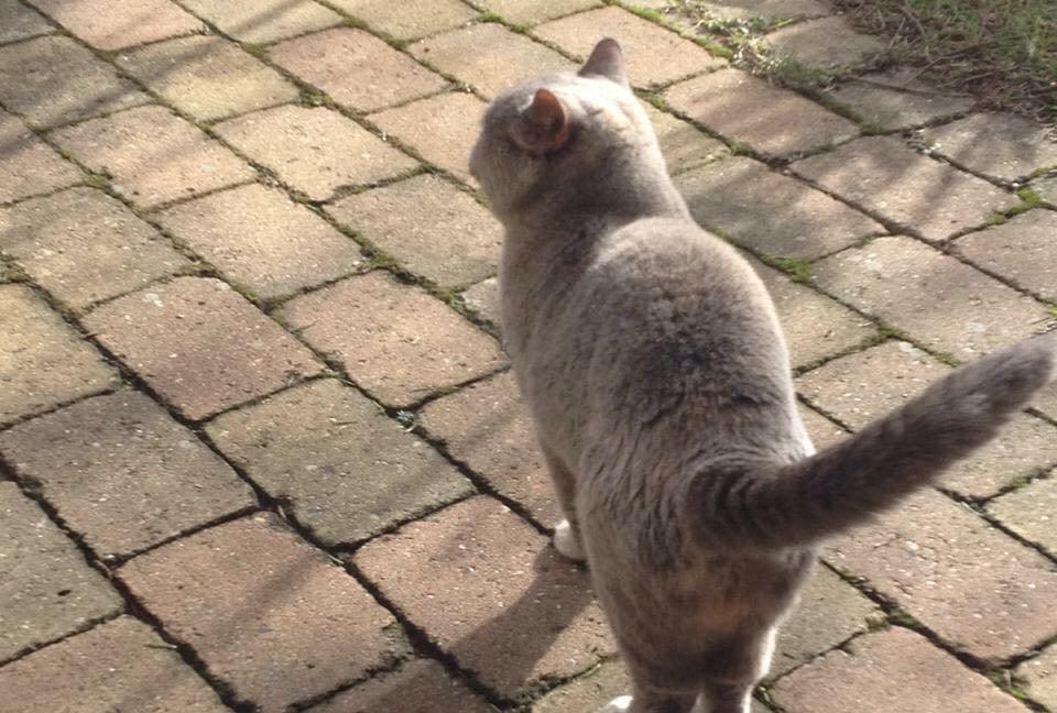 British Shorthair Peggy Zhou In Concert billede 6