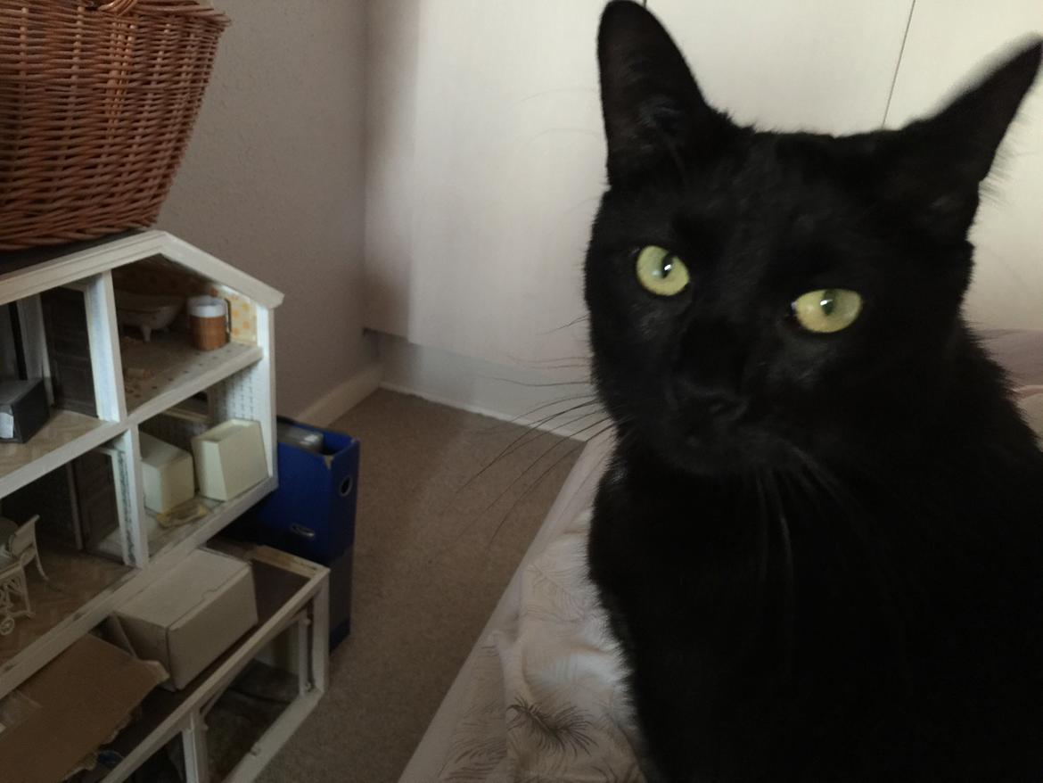 Huskat Mickey billede 18