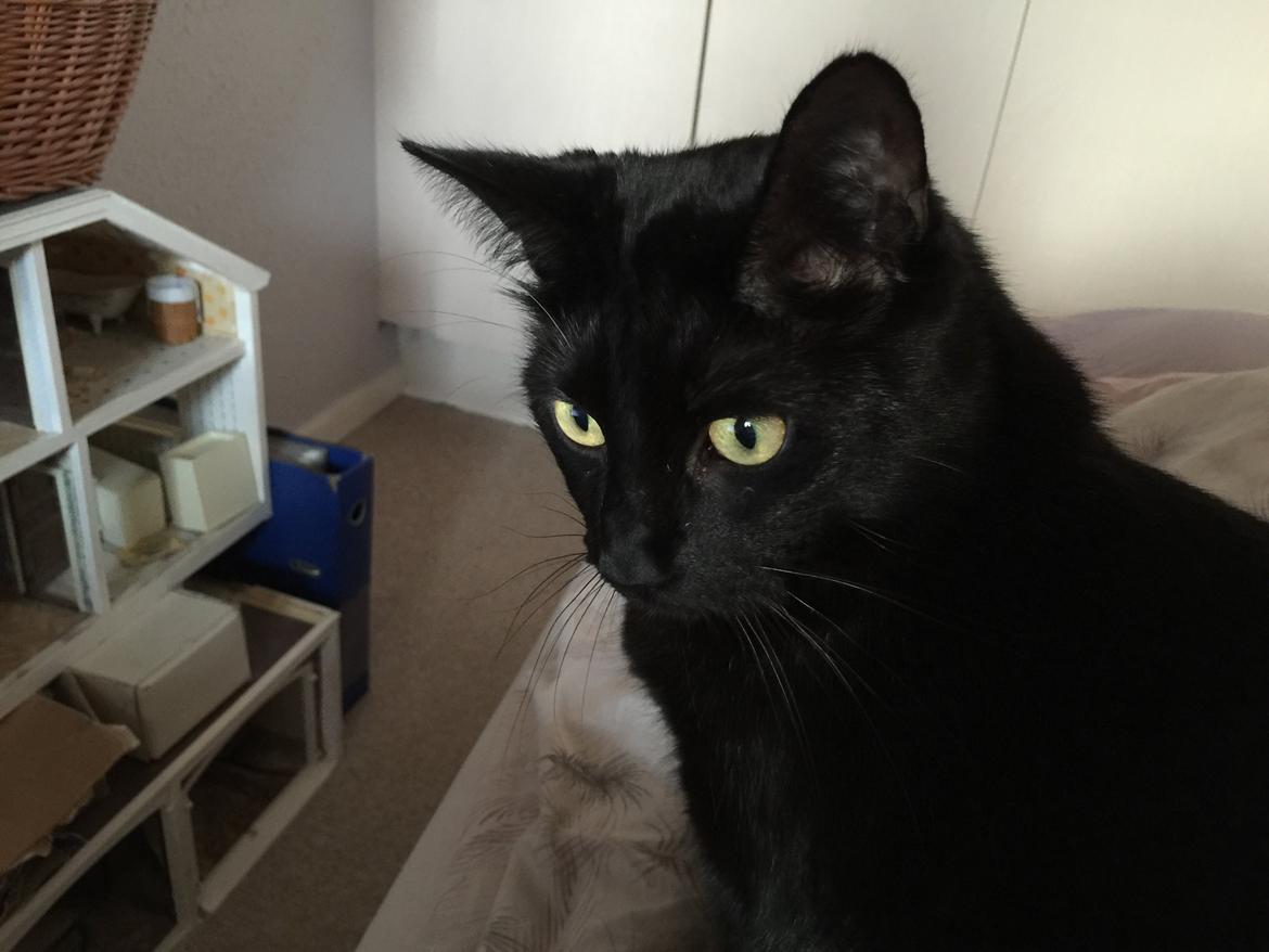 Huskat Mickey billede 20