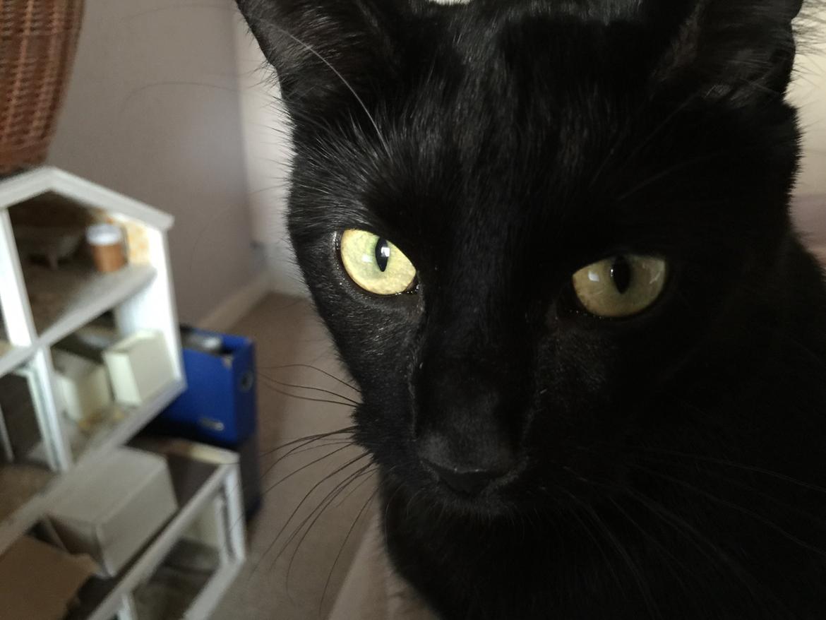 Huskat Mickey billede 21