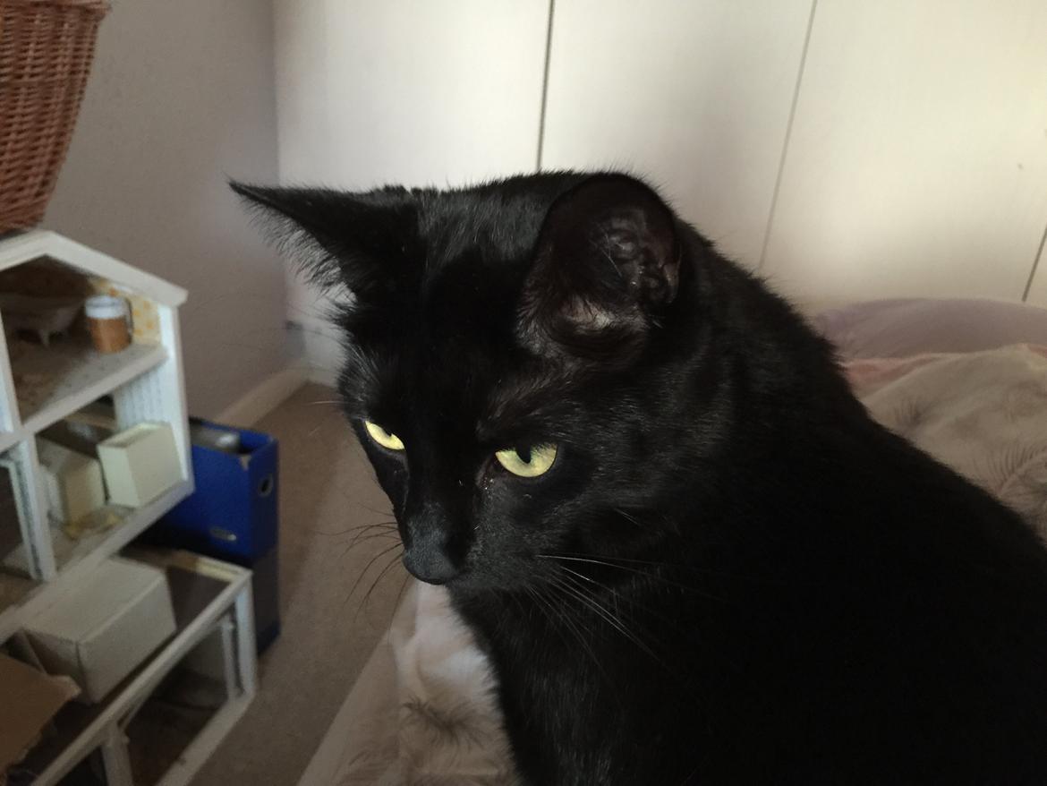 Huskat Mickey billede 19