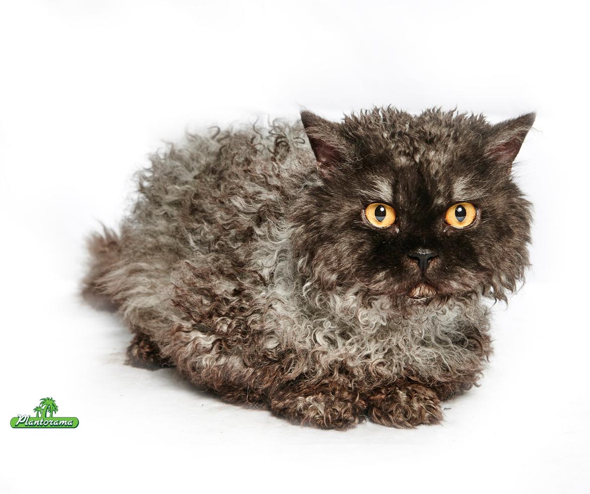 Selkirk Rex  RW SGC, PCH Lykken Peer Gynt of Tzari  - 02/2015 billede 9