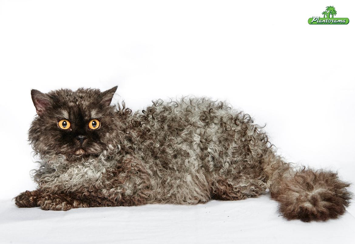 Selkirk Rex  RW SGC, PCH Lykken Peer Gynt of Tzari  - Gynt i plantorama 02/2015 billede 2