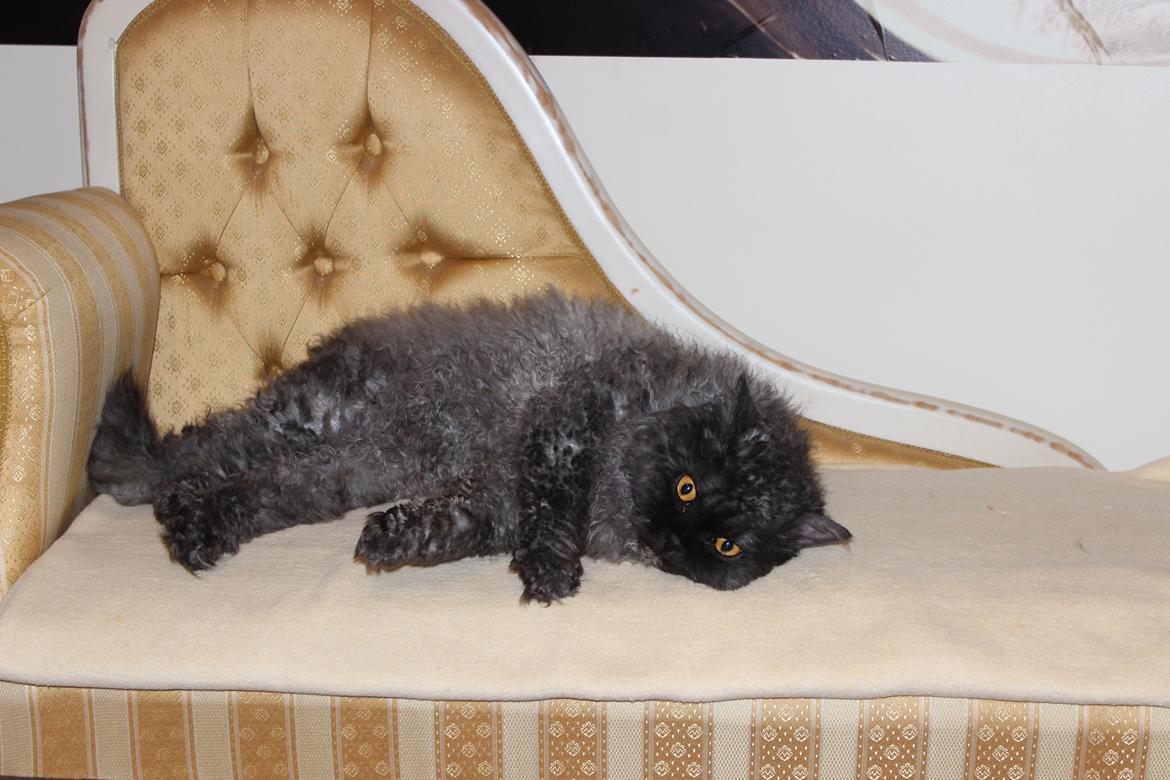 Selkirk Rex  RW SGC, PCH Lykken Peer Gynt of Tzari  - December 2014 billede 50