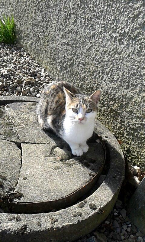 Huskat Smilla billede 11